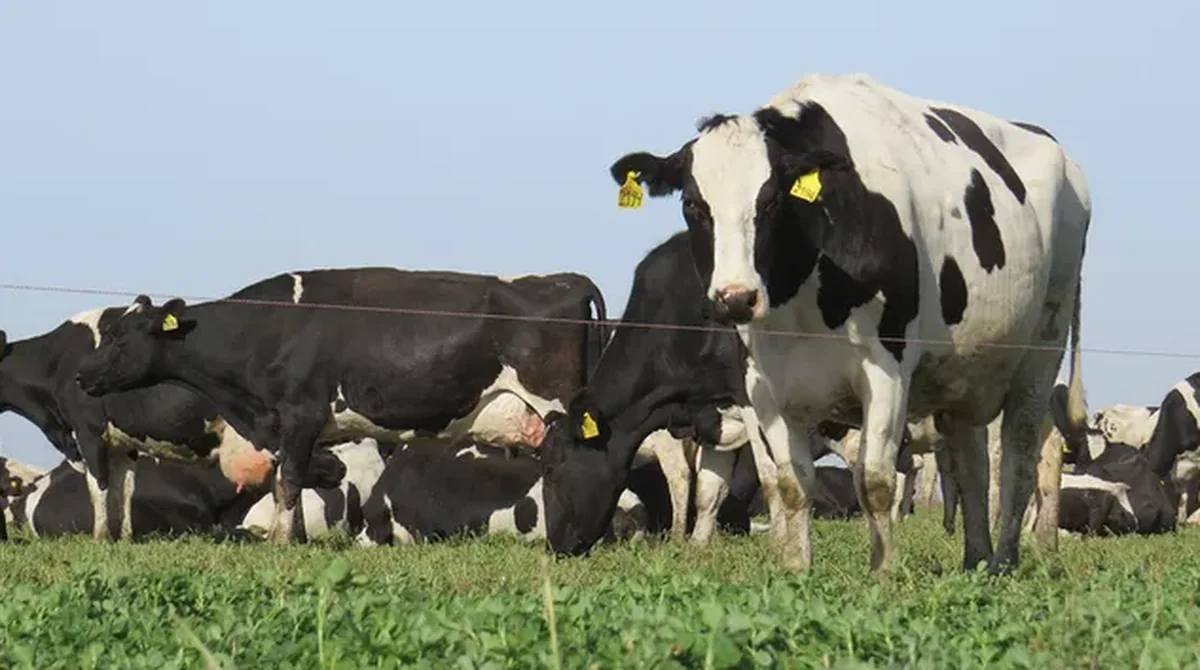 Rodeo bovino en un campo productivo
